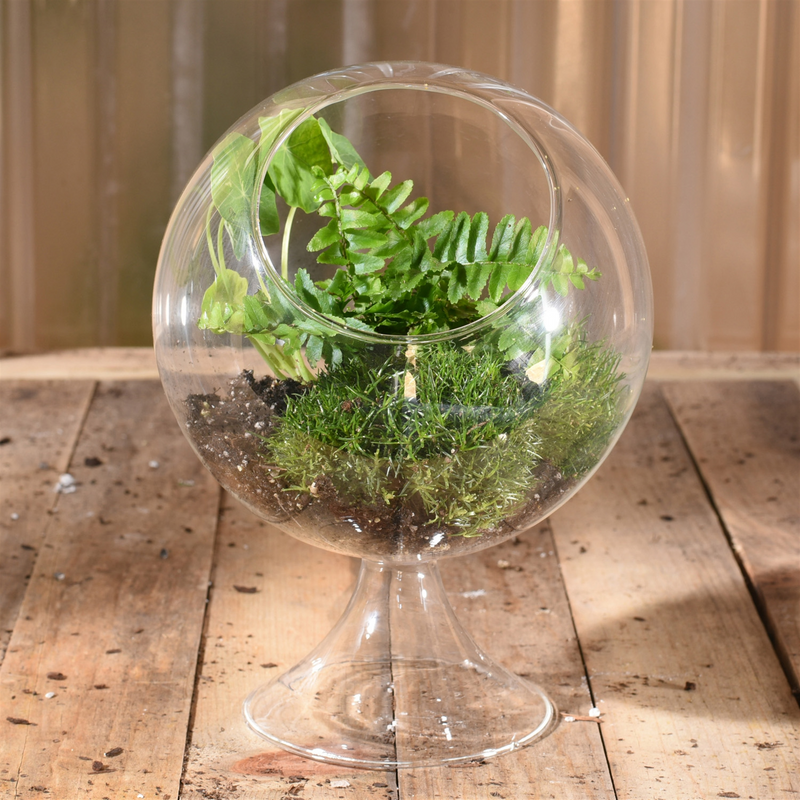 Large Circular Glass Terrarium - Home Works