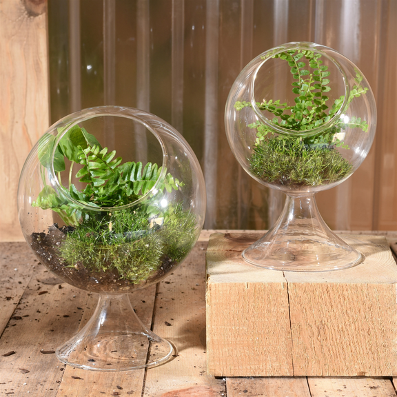 Large Circular Glass Terrarium - Home Works