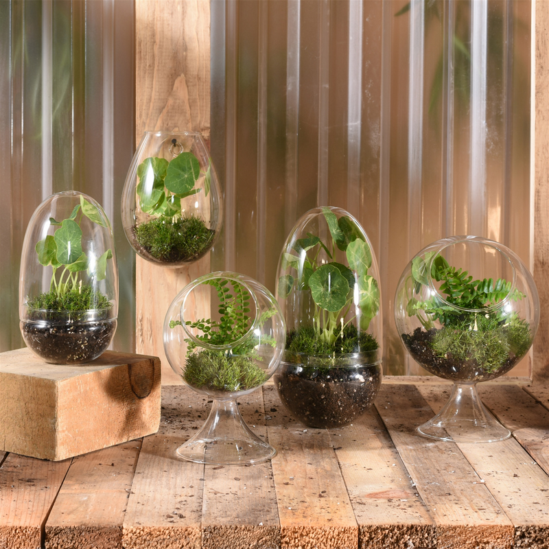 large indoor plant terrarium Large Circular Glass Terrarium