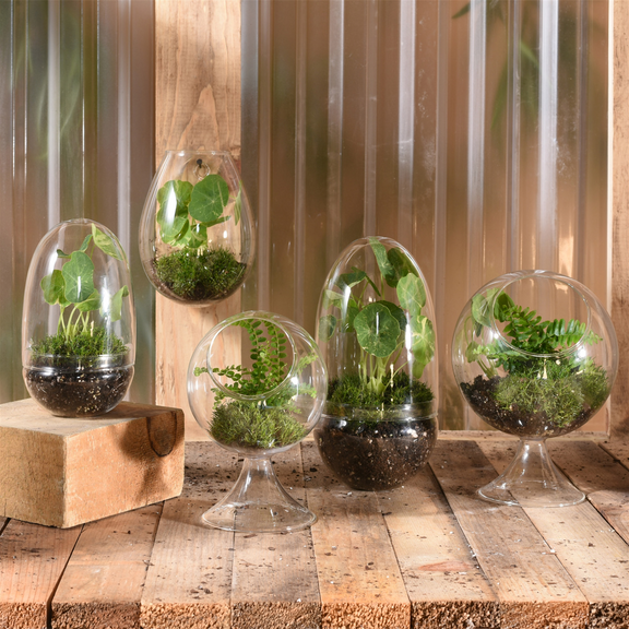 Large Circular Glass Terrarium - Home Works